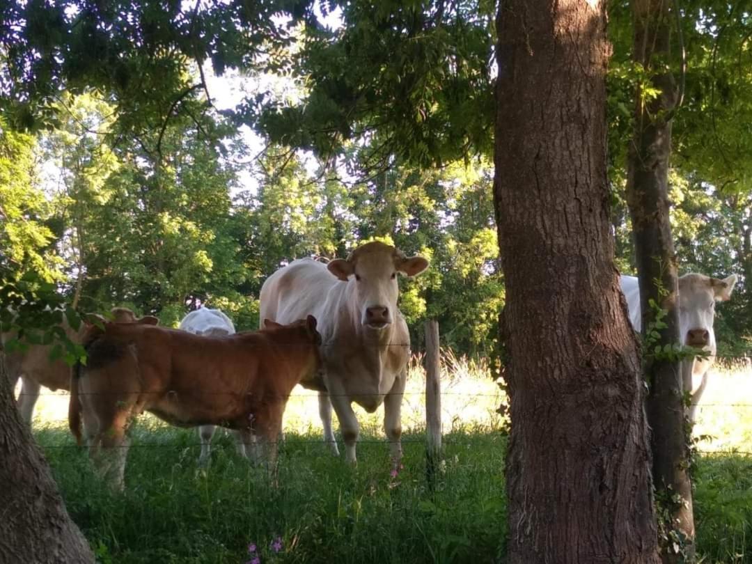 La Cabane Perchee Du Trappeur Écrainville Zewnętrze zdjęcie